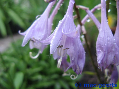 Hosta 'Cracker Crumbs'